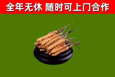 金溪县回收散虫草