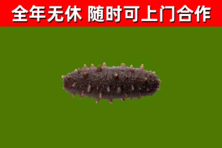 金溪县回收海参干